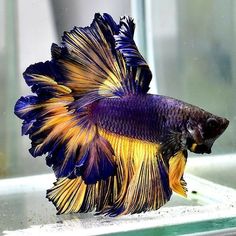 a purple and yellow siamese fish in an aquarium