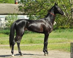a black horse standing on top of a dirt road next to a lush green field