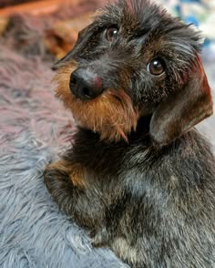 a small brown and black dog laying on top of a gray blanket next to a wall
