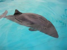 a dolphin swimming in the blue water