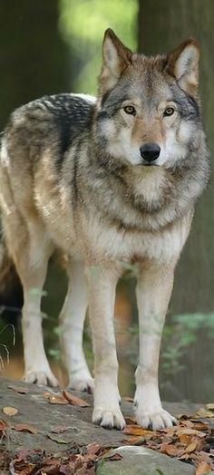 a wolf standing on top of a wooden platform in front of some trees and leaves