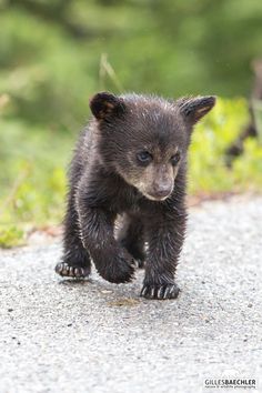 a small black bear cub walking across a road