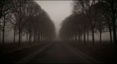an empty road surrounded by trees on a foggy day