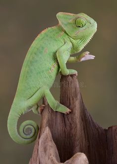a green chamelon sitting on top of a tree stump with its tail curled up