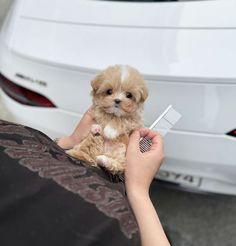 a person holding a small brown and white dog with a comb in it's hand