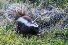 a striped skunk is walking through the grass
