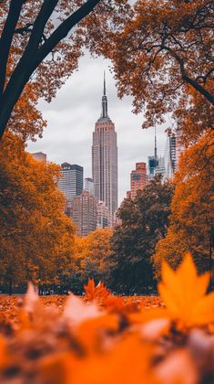 the city skyline is seen through autumn leaves