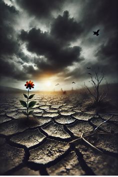A single wilted flower stands in a barren, desolate land, representing sorrow, struggle, and resilience. The cracked earth and gloomy sky set a powerful scene, evoking emotions of hardship yet hope. A thought-provoking visual to raise awareness and spark meaningful conversations. #Hope #Resilience #ArtWithMeaning