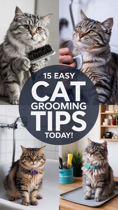 15 Simple Cat Grooming Tips to Try Now (Your Cat Will Enjoy #8!)
