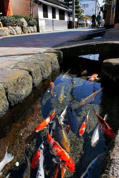 a group of fish swimming in a small pond on the side of a road next to a building