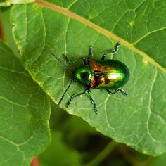 a green beetle sitting on top of a leaf
