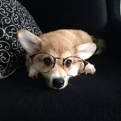a small dog wearing glasses laying on a black couch next to a pillow and pillows