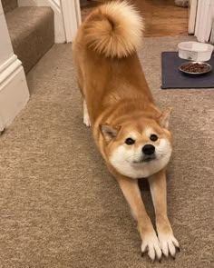 a brown dog standing on top of a carpeted floor