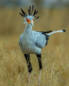 a large bird standing on top of a dry grass covered field with its head turned to the side