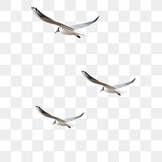 three seagulls flying in the sky with their wings spread out, and one bird is