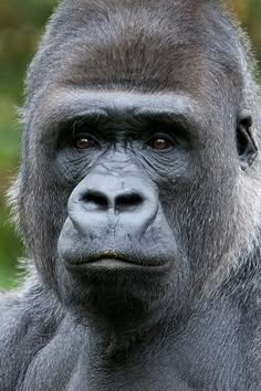 a close up shot of a gorilla's face