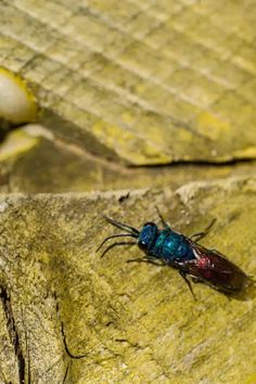 a blue fly sitting on top of a rock