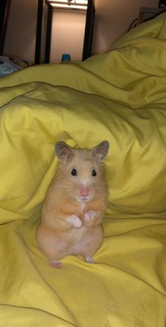 a brown hamster sitting on top of a yellow blanket