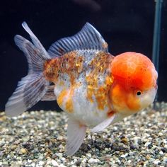 a goldfish with an orange ball in it's mouth, swimming on gravel