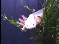 a white and pink fish with green plants in it's back end, next to a blue wall