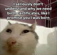 a white cat sitting in a bathtub with the caption i seriously don't understand why we need birth certificates, like i promise you was born