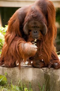 an orangutan eating grass in its enclosure