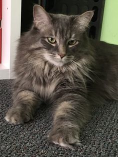 a grey cat laying on the floor in front of a door looking at the camera