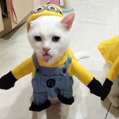 a white cat wearing a minion outfit on the floor with another cat in the background
