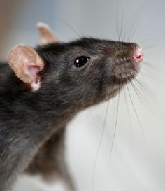 a close up of a rat looking at the camera
