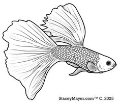 a fish that is swimming in the water