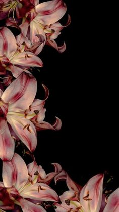 some pink flowers on a black background