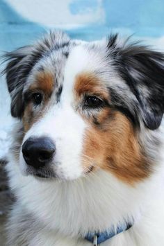 a close up of a dog wearing a blue and white collar with snow in the background