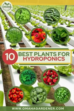the top 10 best plants for hydroponics