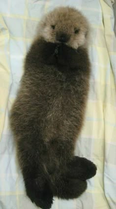 an animal that is laying down on a blanket with its paws in the air and it's eyes closed