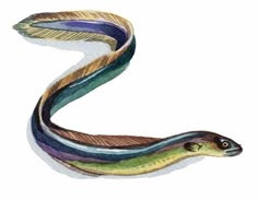 a watercolor drawing of a snake with feathers on it's back and tail