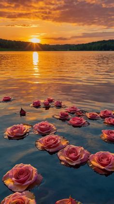 pink roses floating on water at sunset with the sun setting in the distance behind them