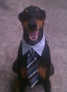 a black and brown dog wearing a tie with it's mouth open while sitting on the ground