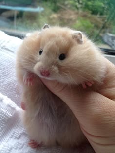 a hamster is sitting in someone's hand on the window sill outside