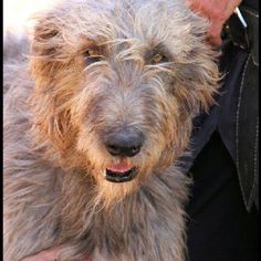 a man holding a shaggy dog in his arms