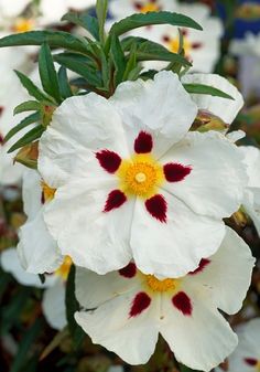 white and red flowers with green leaves in the background