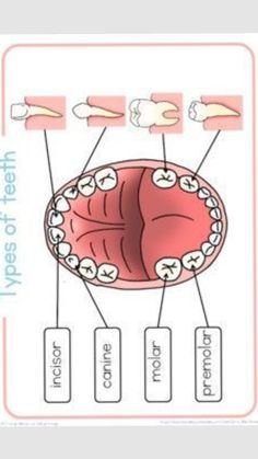diagram of the human body with all parts labeled in red and white text on it