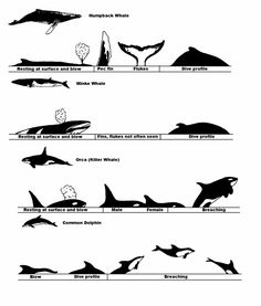 an image of different types of whales