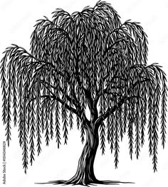 Black and White Willow Tree Drawing Stock Vector | Adobe Stock | willow tree procreate 429.23.2.27