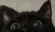 a black cat with big blue eyes looking at the camera