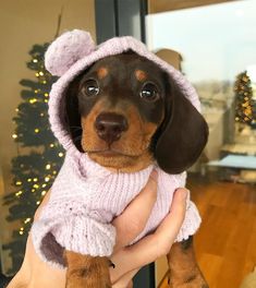 a small brown and black dog wearing a pink sweater