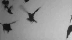 a flock of birds flying through the air