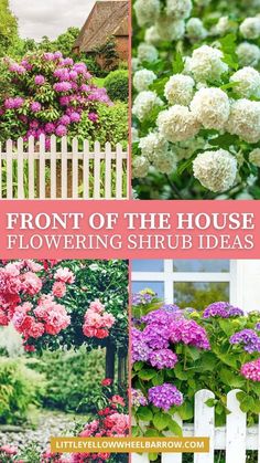 different types of flowers in the garden with text that reads front of the house flowering shrub ideas