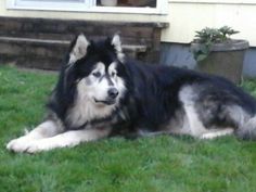 a large black and white dog laying on top of green grass next to a house