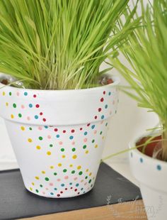 two potted plants sitting on top of a table