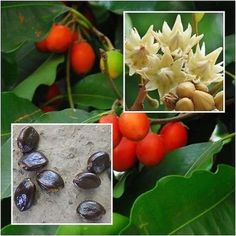 several pictures of different types of plants and fruit on the same branch, including berries, leaves, and nuts